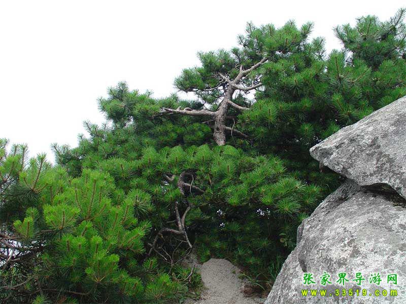 幕阜山森林公园